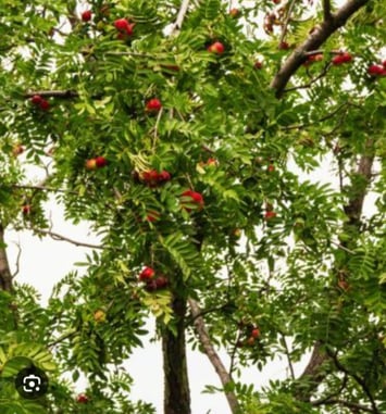 Un arbre à réhabiliter : le Cormier