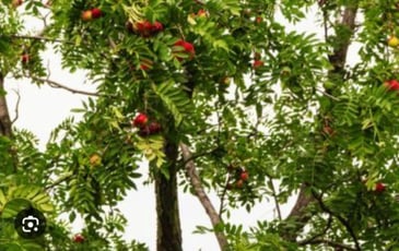 Un arbre à réhabiliter : le Cormier