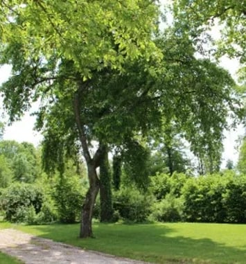 Visite libre du parc