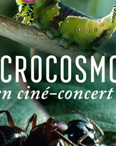 Ciné-concert Microcosmos, le peuple de l’herbe